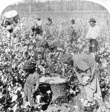 Enslaved workers picking cotton in the American South